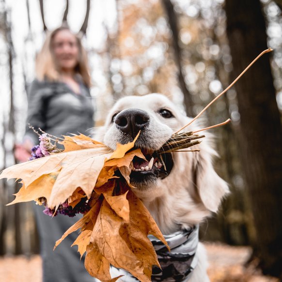 Hund im Wald mit Frauchen